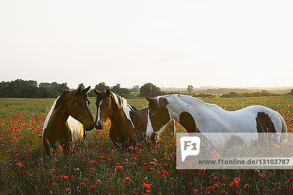 Braune und weiße Pferde in einem ruhigen  ländlichen Feld mit Wildblumenmohn
