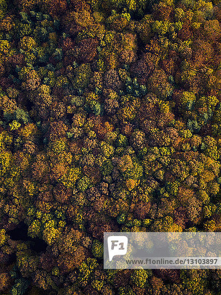 View from above autumn treetops