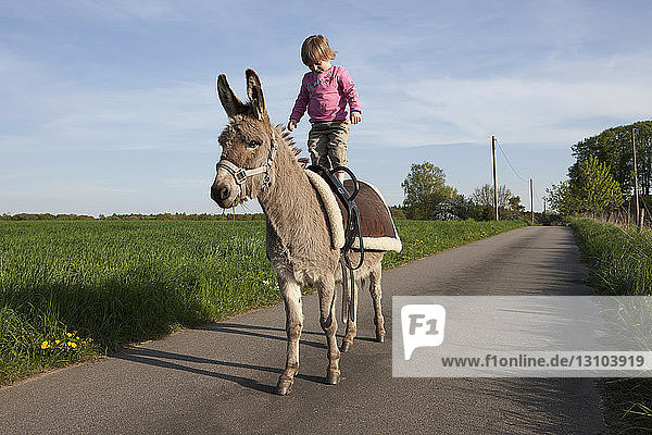 Girl standing on donkey on rural road