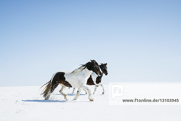 Pferde laufen im verschneiten Feld