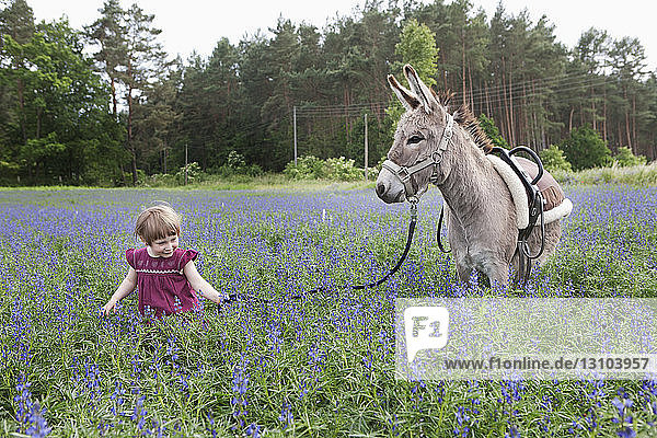 Girl leading donkey through field of wildflowers