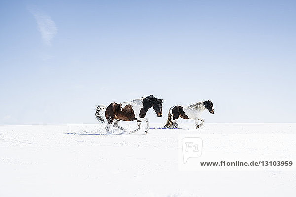 Braune und weiße Pferde laufen in einem sonnigen  verschneiten Feld