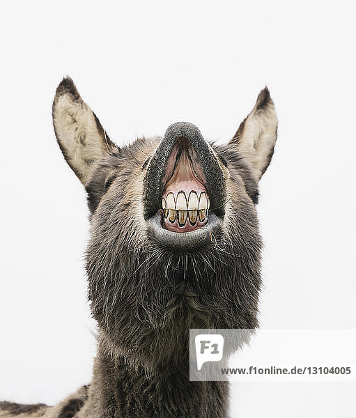 Verspielter Esel zeigt Zähne
