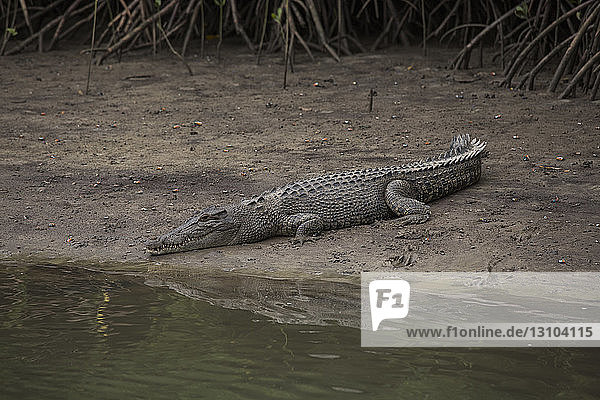 Crocodile laying in dirt at riverside  Cape Tribulation  Queensland  Australia