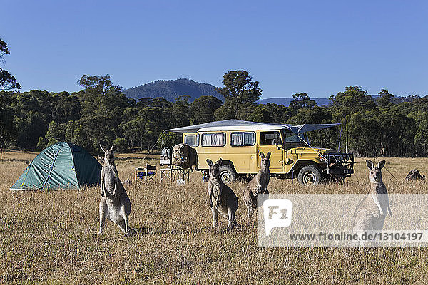 Kängurus auf einem sonnigen Feld in der Nähe des Campingplatzes