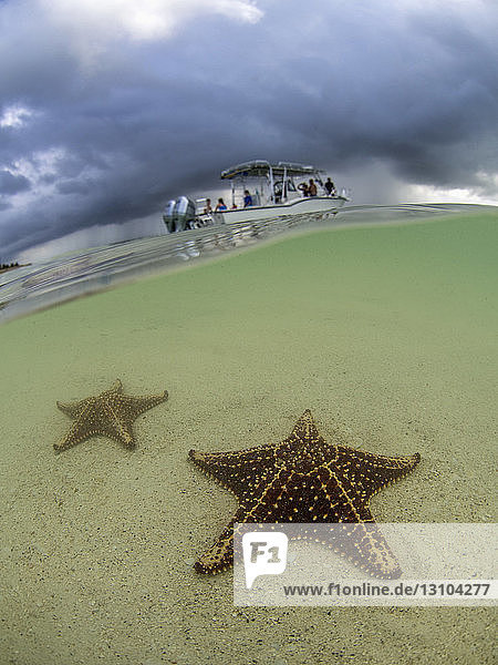 Seesterne im flachen Wasser am Starfish Beach  Grand Cayman  Kaimaninseln