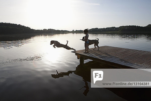 Girl watching dog jumping off lakeside dock  Wiendorf  Mecklenburg-Vorpommern  Germany