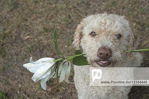 Portrait labradoodle holding white lily flower