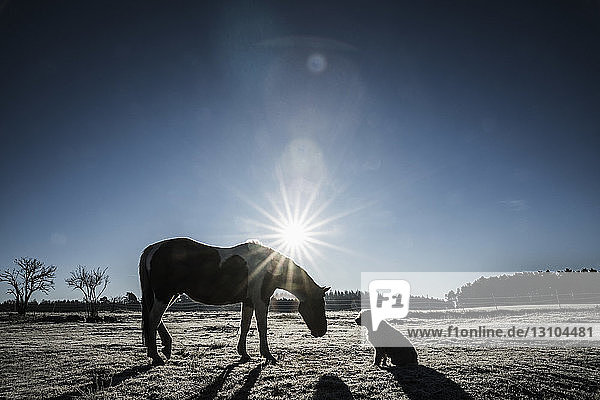Sun shining behind horse and dog in winter field