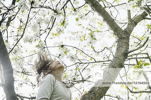 Carefree girl climbing spring apple blossom tree