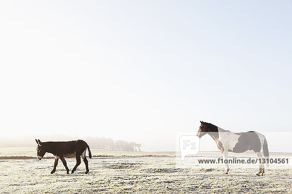 Pferd und Esel im sonnigen Winterfeld