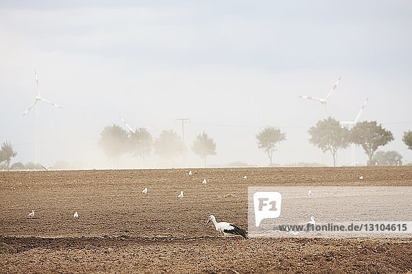Birds in sunny rural crop with wind turbines  Wiendorf  Mecklenburg-Vorpommern  Germany