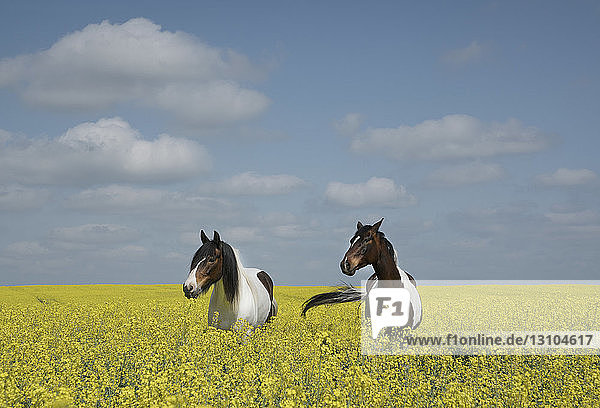 Schöne Pferde in einem sonnigen  idyllischen Rapsfeld