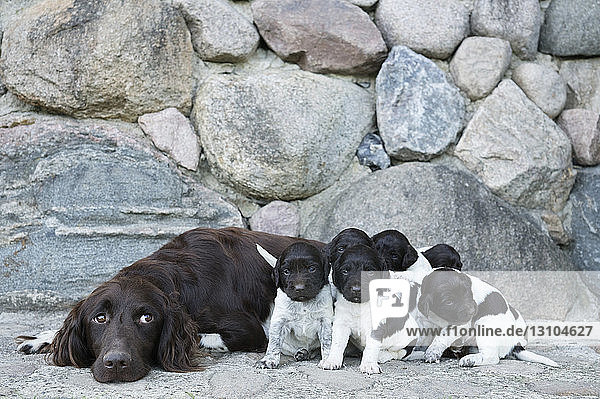 Springer Spaniel and puppies