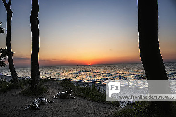 Hunde ruhen sich am Strand bei Sonnenuntergang aus  Wiendorf  Mecklenburg-Vorpommern  Deutschland