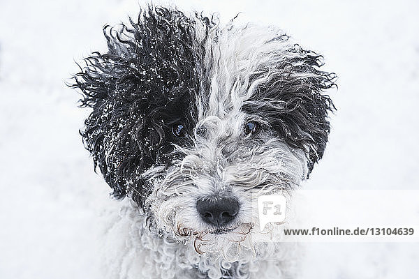 Close up portrait cute dog in snow