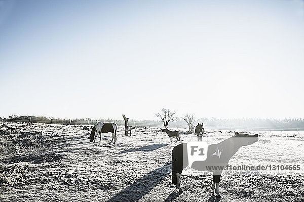 Pferde im sonnigen  gefrorenen Winterfeld