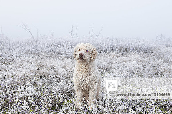 Portrait labradoodle in snowy field