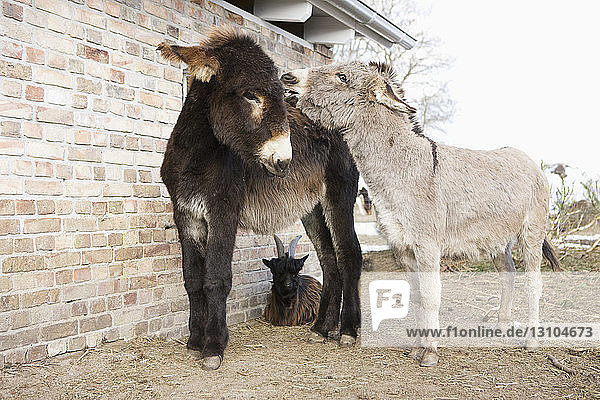 Baby donkeys and goat on farm