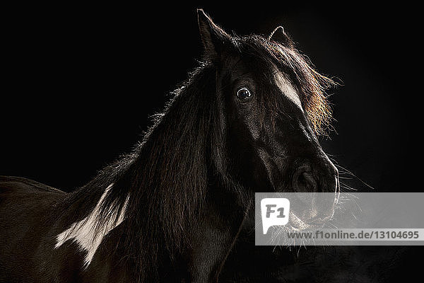 Portrait weitäugiges Pferd auf schwarzem Hintergrund