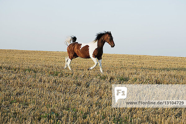Braunes und weißes Pferd läuft in einem sonnigen ländlichen Feld