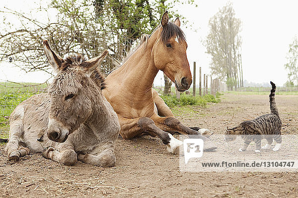 Cat  donkey and horse on rural dirt road