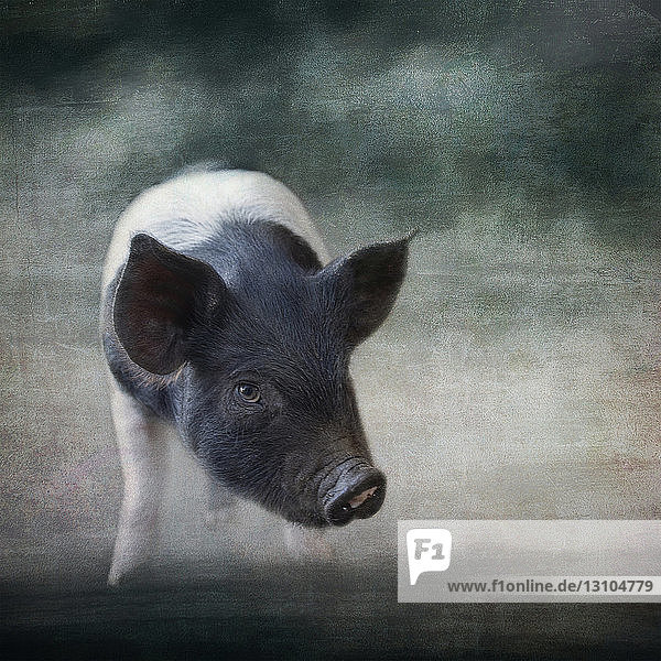 Zusammengesetztes Bildportrait eines jungen Schweins