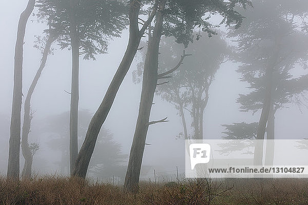 Dichter Nebel zwischen Zypressen  Straße im Vordergrund in einem nationalen Meeresufer-Reservat in Kalifornien.