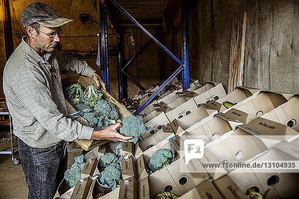 Farmer standing in a farm shop  arranging broccoli in cardboard boxes.