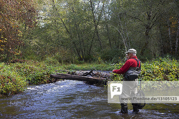 A fly fisherman casting for searun cutthroat trout on a creek on the coast of Washington  USA