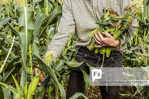Landwirt steht in einem Maisfeld und erntet Maiskolben.
