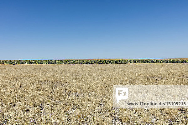 Vast field of corn  grasslands in foreground