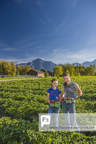 Two young women work in a field of strawberry plants on a sunny summer day  Pioneer Peak in the background  South-central Alaska; Palmer  Alaska  United States of America