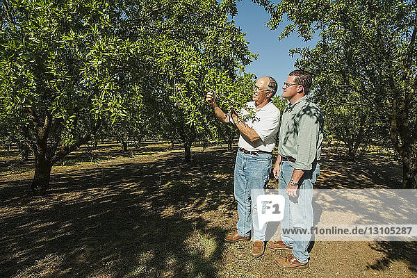 Agriculture - An almond grower and his son inspect their mid summer almond crop in a well maintained orchard / near Newman  San Joaquin Valley  California  USA.
