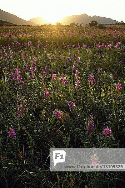 Fireweed Blooms In Open Field @ Kodiak Is Sw Ak Summer Backlit