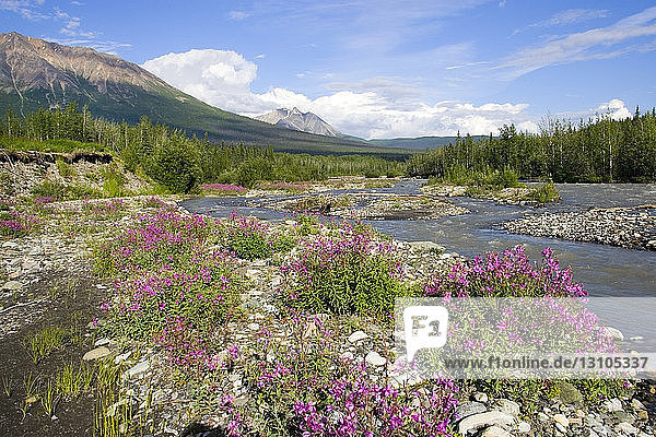 Spring Flowers Along Mccarthy Creek Mccarthy Wrangell-St. Elias National Park Alaska Southcentral Spring