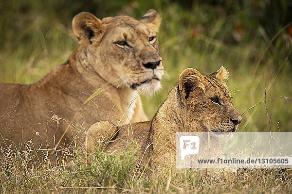 Lion (Panthera leo) cub lies beside mother in grass  Maasai Mara National Reserve; Kenya