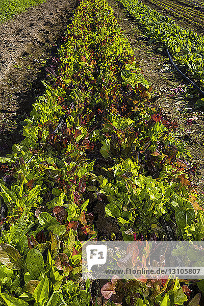 Salat und anderes Grünzeug wächst auf einem Feld an einem sonnigen Tag; Palmer  Alaska  Vereinigte Staaten von Amerika