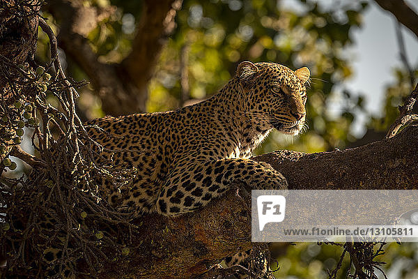 A leopard (Panthera pardus) lies on the branch of a tree with it's head up. It has black spots on its brown fur coat and is looking for prey  Maasai Mara National Reserve; Kenya