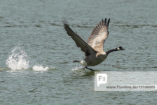 Canada goose (Branta canadensis) taking off from water  Emigrant Lake; Ashland  Oregon  United States of America