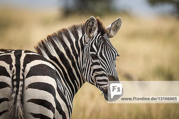 Nahaufnahme eines Steppenzebras (Equus quagga)  das den Kopf dreht  um in die Kamera zu schauen  Maasai Mara National Reserve; Kenia