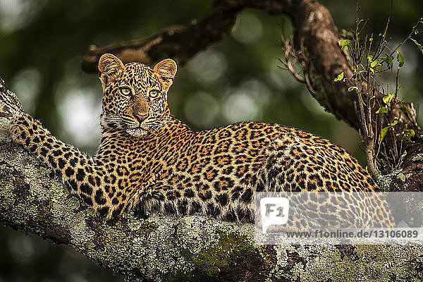 Close-up of leopard (Panthera pardus) lying on lichen-covered branch looking back  Maasai Mara National Reserve; Kenya