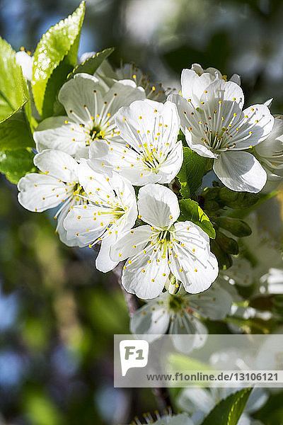 Nahaufnahme eines Büschels weißer Apfelblüten; Calgary  Alberta  Kanada