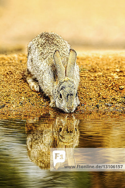 Ein Kaninchen trinkt vom Rand eines Teiches  Elephant Head; Arizona  Vereinigte Staaten von Amerika
