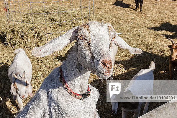 A young goat (Capra aegagrus hircus) looks inquisitively at the photographer; Palmer Alaska United States of America