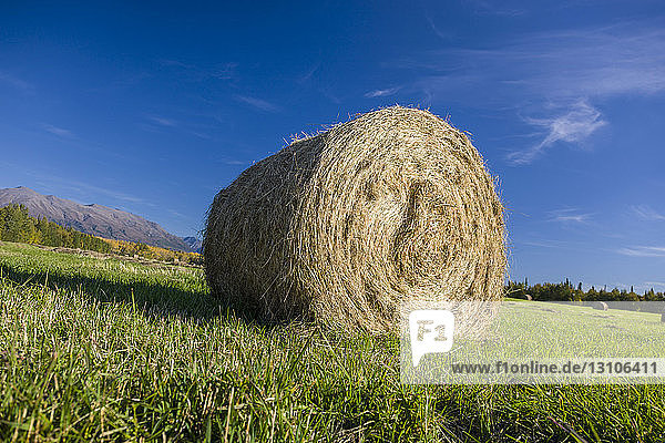 A roll of hay stands out of a plowed field  the Chugach Mountains in the background  South-central Alaska; Palmer  Alaska  United States of America