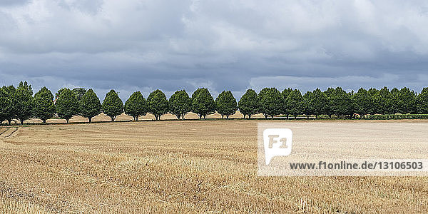 Eine Reihe von Bäumen am Rande eines goldenen Feldes; Buttevant  Grafschaft Cork  Irland