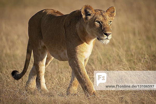 Lioness (Panthera leo) walks in grassland in golden sunlight Maasai Mara National Reserve; Kenya