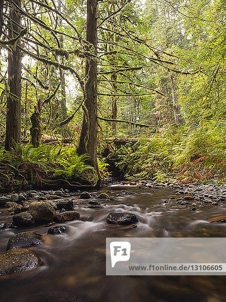 Forest along Nile Creek  near Campbell River; British Columbia  Canada
