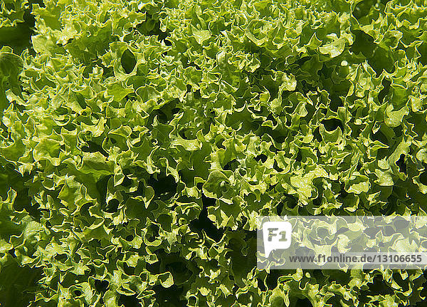 Krause Blätter von grünem Blattsalat in einem Garten; Northumberland  England
